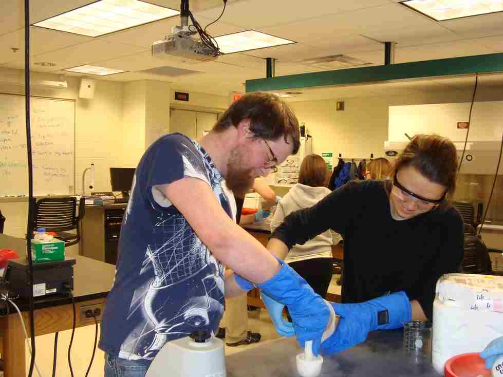 two students grinding up tissues